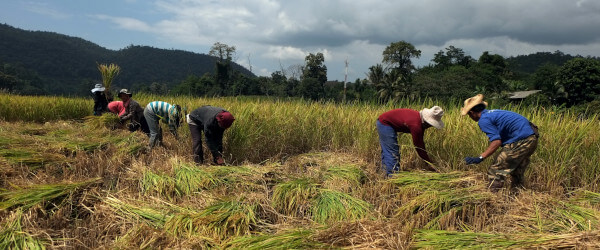 Workers in the field harvesting